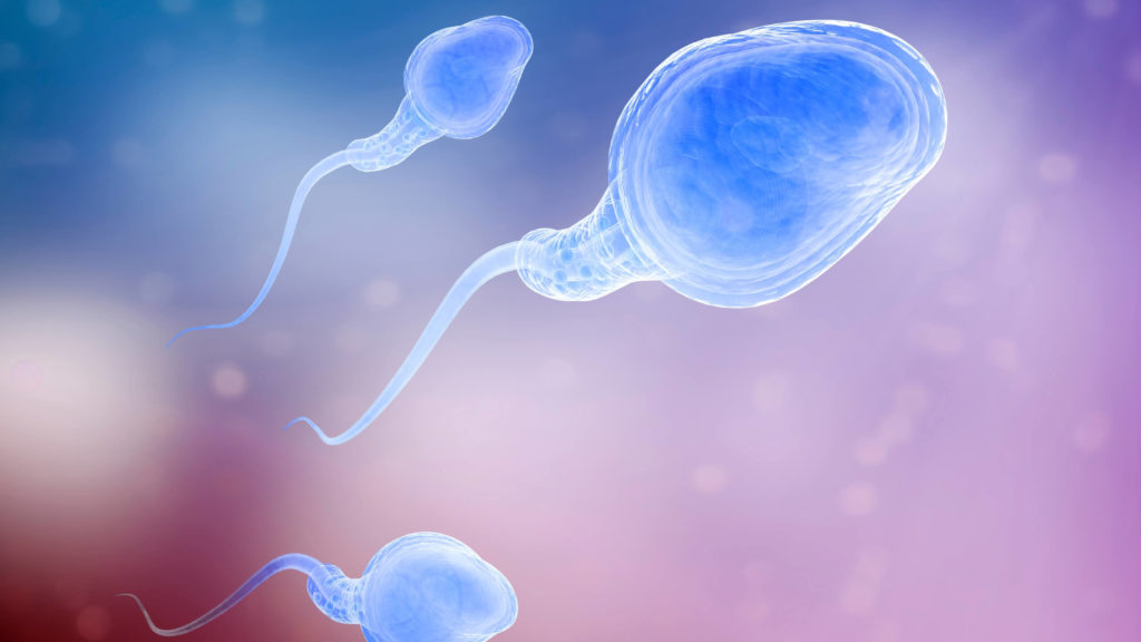 Zavedli jsme novou metodu selekce spermií: ”Magnetic-Activated Cell Sorting” systém (MACS)